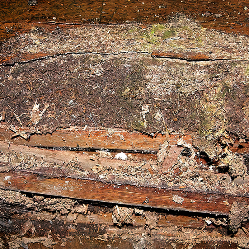 Gros plan sur une structure très dégradée composée de bois, fibres, poussières et fragments de matière aux teintes brunes, grises et verdâtres, œuvre photographique de Pierre Tomy Le Boucher.